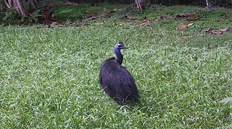 #3 Dwarf Cassowary