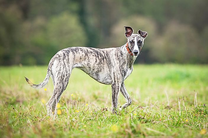 Whippet dogs. Whippet dogs.