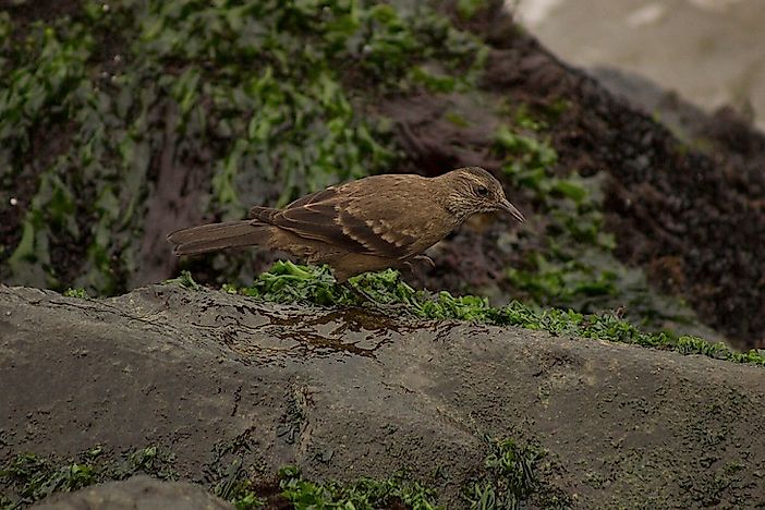Native Bird Species Of Peru