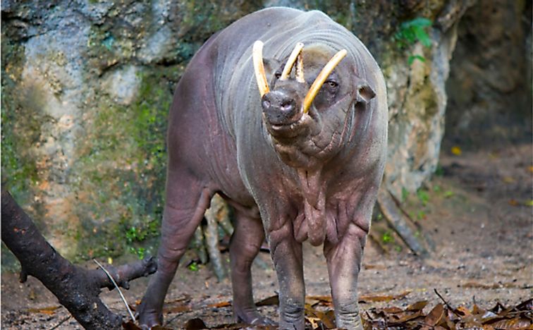 10 Animals Found In Indonesia - WorldAtlas.com