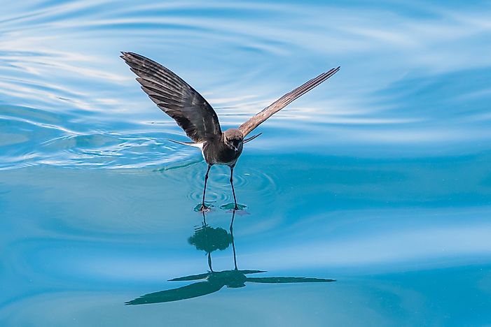 #7 Galápagos Petrel