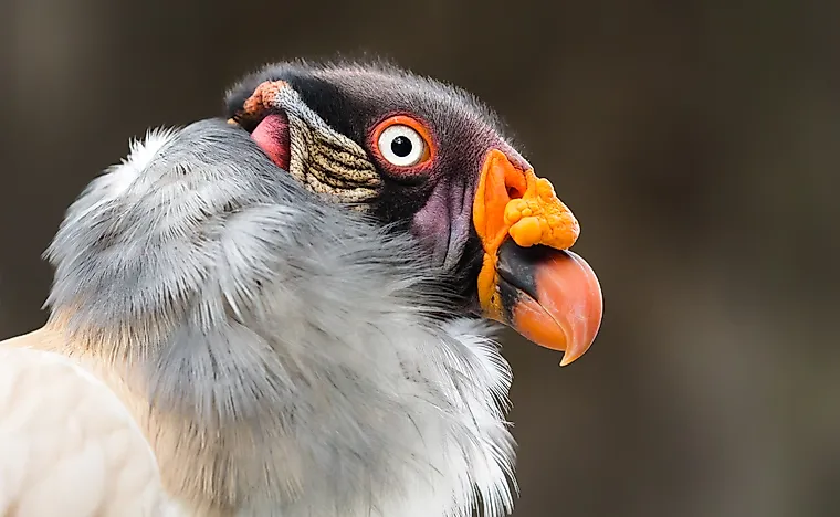 #7 King Vulture