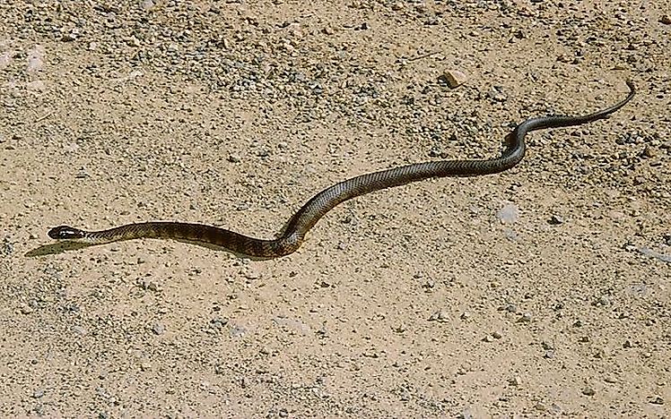 #3 Eastern Brown Snake