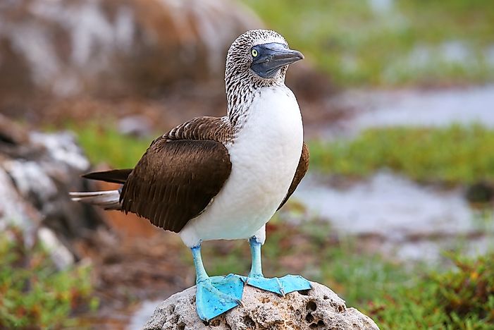 #1 Galapagos National Park, Ecuador