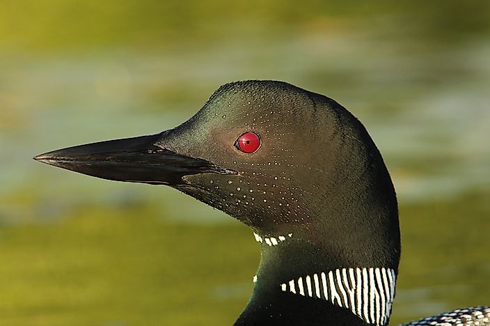#2 Common Loon