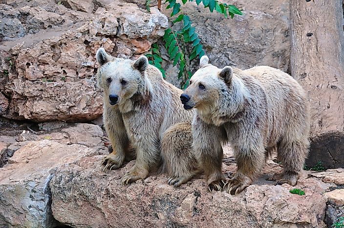 Brown bears at the Jerusalem Biblical Zoo. Brown bears at the Jerusalem Biblical Zoo.