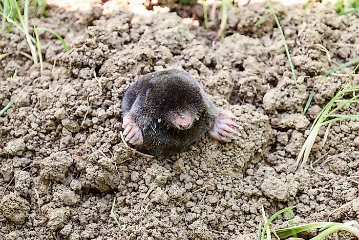 #2 European Mole