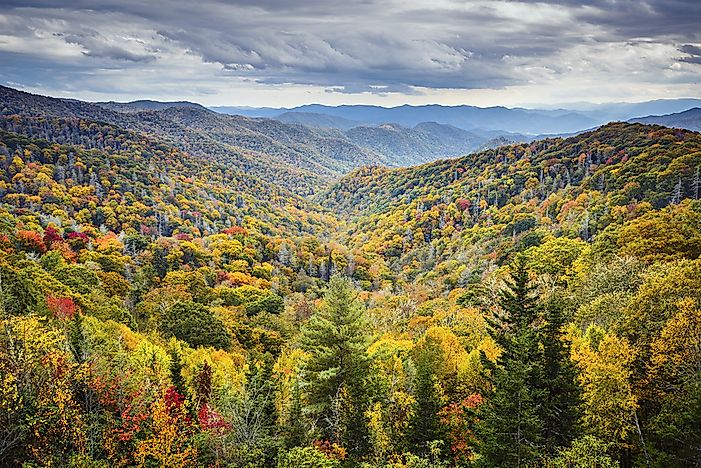What Are The Differences Between Evergreen And Deciduous Trees?