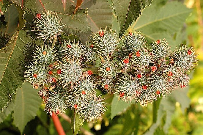 #5 Castor Oil Plant