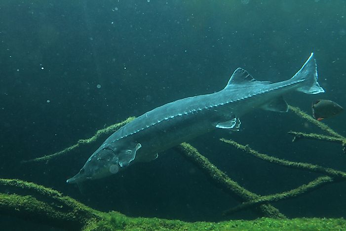 Native Fish Of Kazakhstan