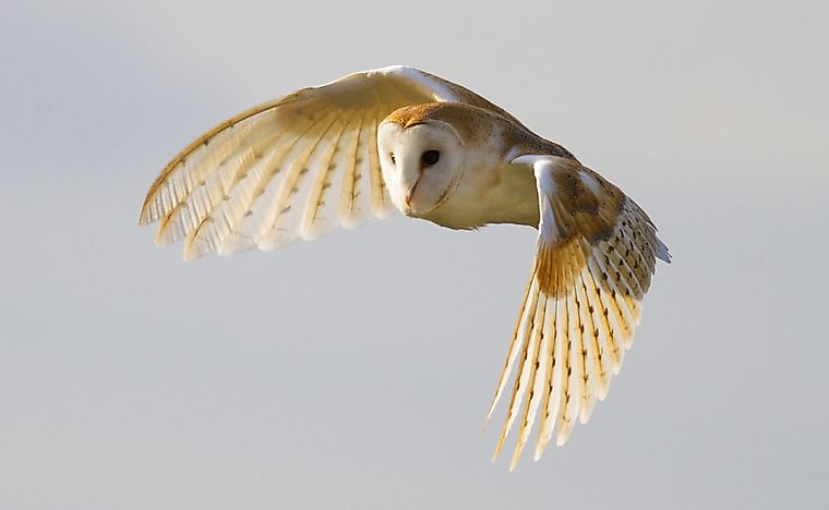 #1 Barn Owl