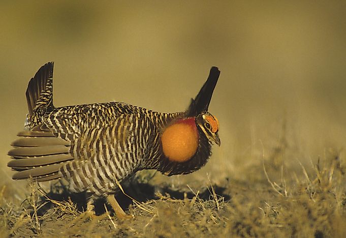 Prairie Chicken Facts: Animals of North America