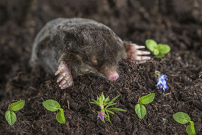 #5 European Mole