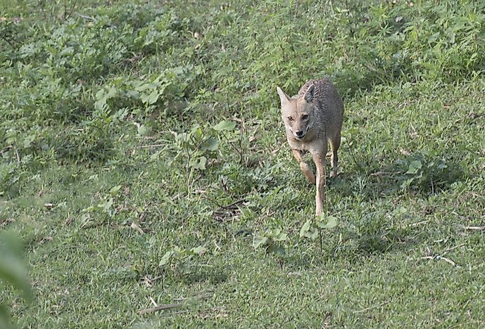#1 Golden Jackal