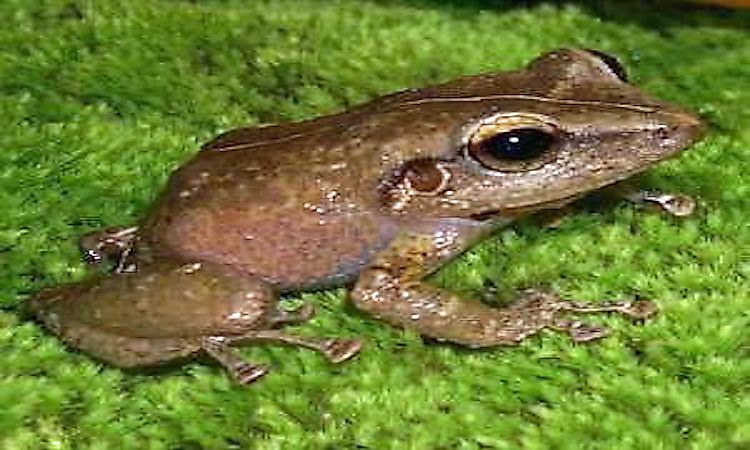 #3 Flora And Fauna Of The El Yunque Rainforest -