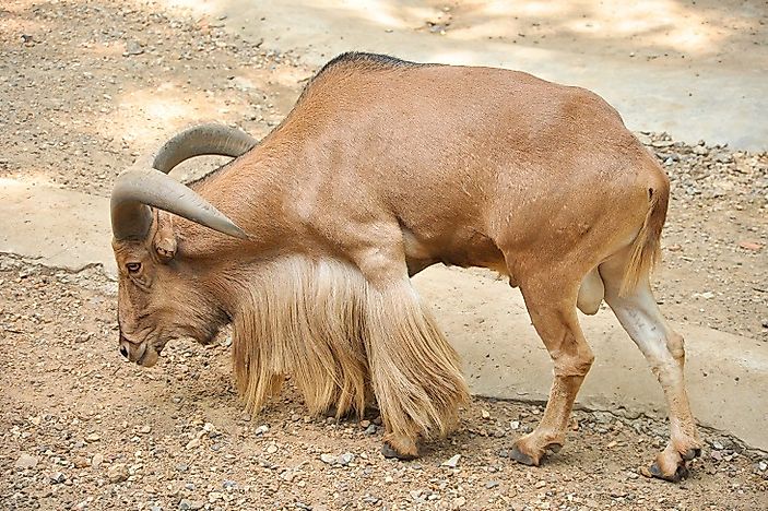 Threatened Mammals Of Mauritania