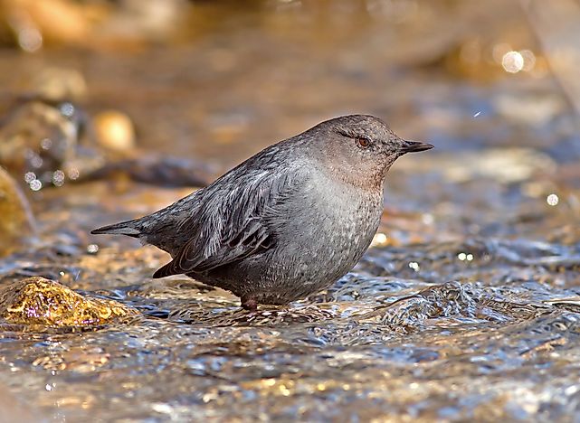 https://www.worldatlas.com/r/w728-h425-c728x425/upload/08/5d/51/water-ouzel.jpg