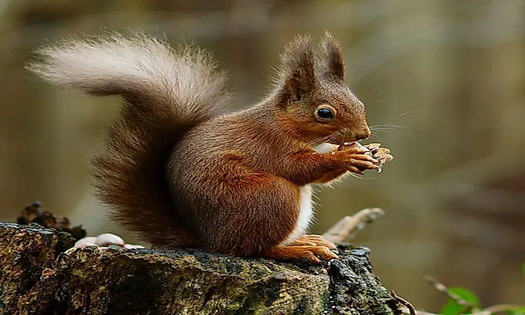 #3 Squirrel -