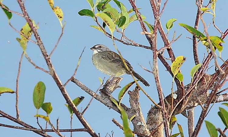 #7 Zapata Sparrow -