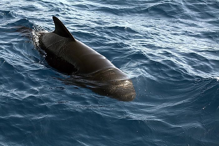 #2 Pilot Whale