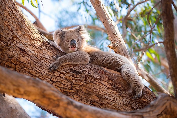 Things To See On Kangaroo Island, Australia Other Than Kangaroos