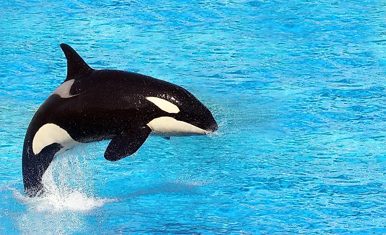 #9 Orca (Killer Whale)