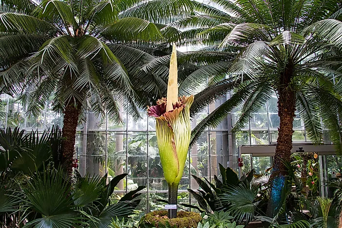 Which Flower is the World's Tallest?
