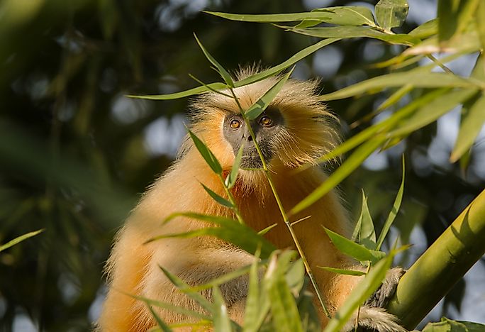 A golden langur monkey. A golden langur monkey.