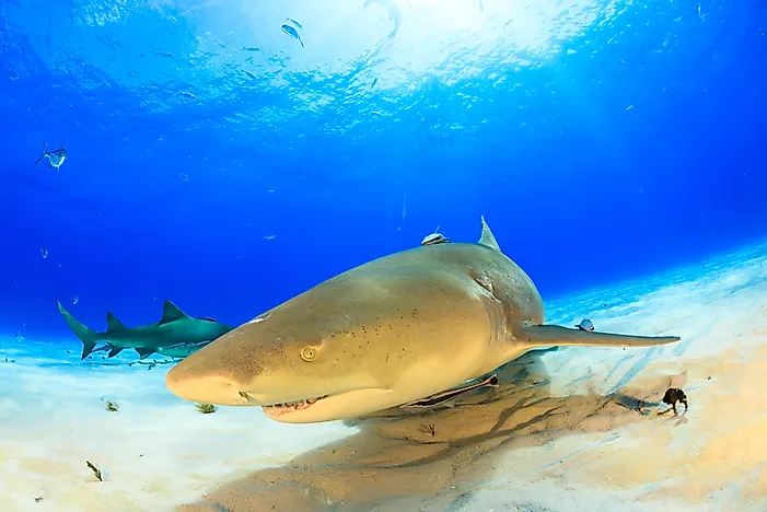 #1 Lemon Shark