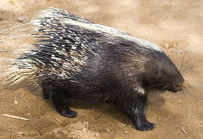 #7 Crested Porcupine