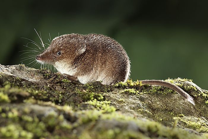 #10 Common Shrew