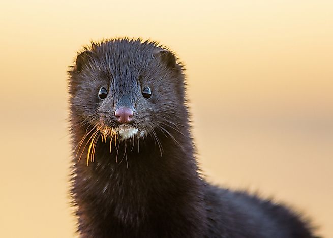 Poland's Most Threatened Mammals