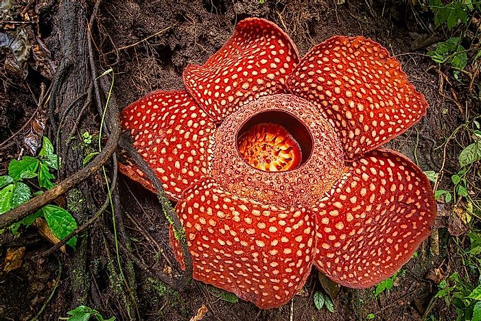 Image result for Rafflesia arnoldii