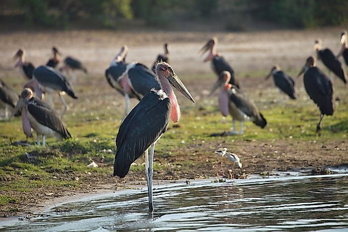 #2 Greater Adjutant