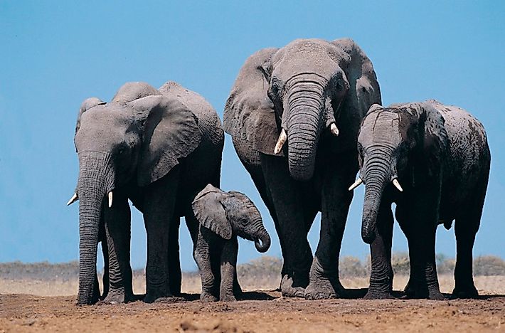 #6 African Elephants