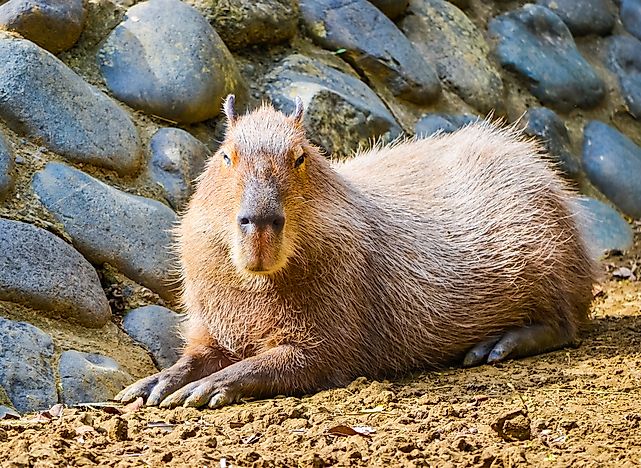 #1 The capybara can be sun burned.