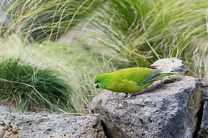 #8 Antipodes Parakeet