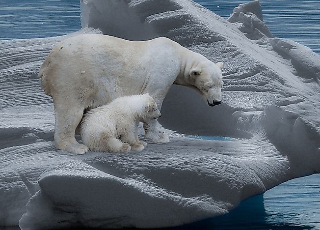 #1 Icebergs and Climate Change