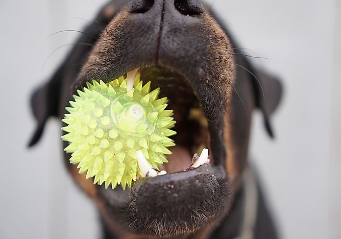 10 Dog Breeds With the Strongest Bite