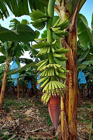 guatemala bananas come banana worldatlas pounds imported million