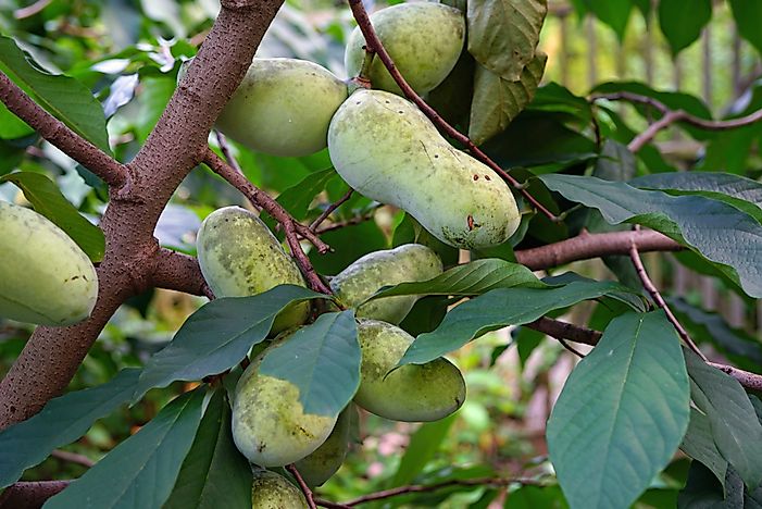 What Is a Pawpaw Tree?