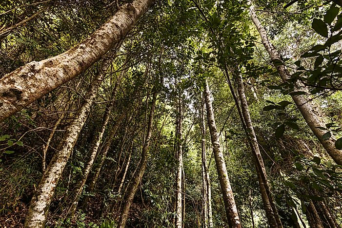 #3 Chilean Winter Rainfall-Valdivian Forests
