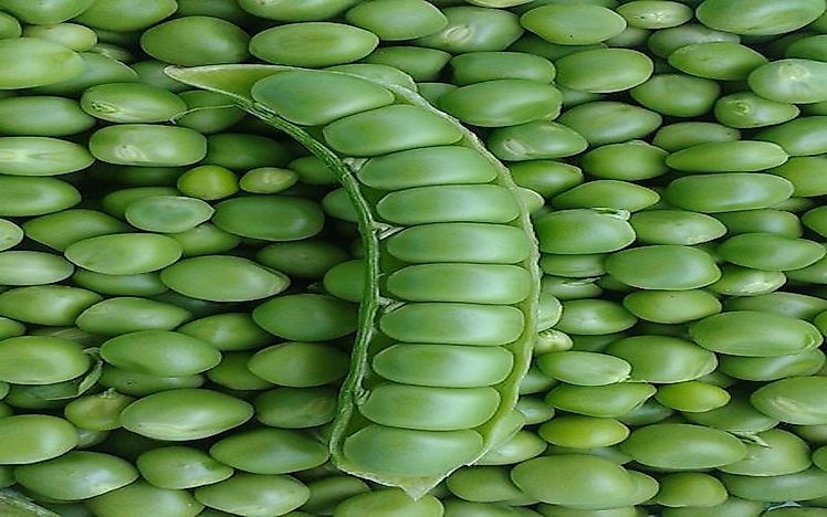 #5 Pea