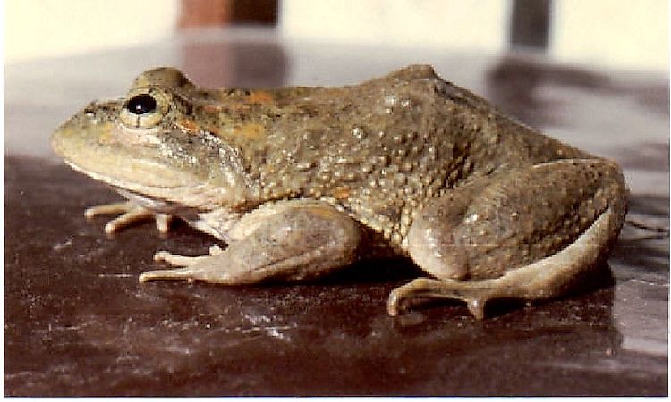 Native Amphibians Of Afghanistan