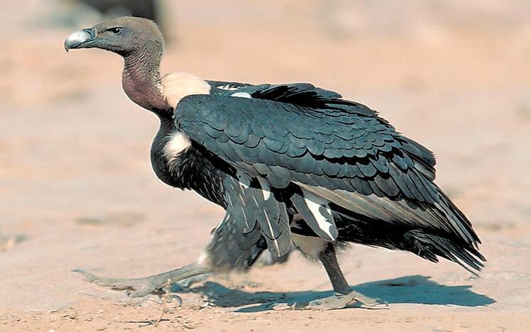 #3 White-rumped vulture