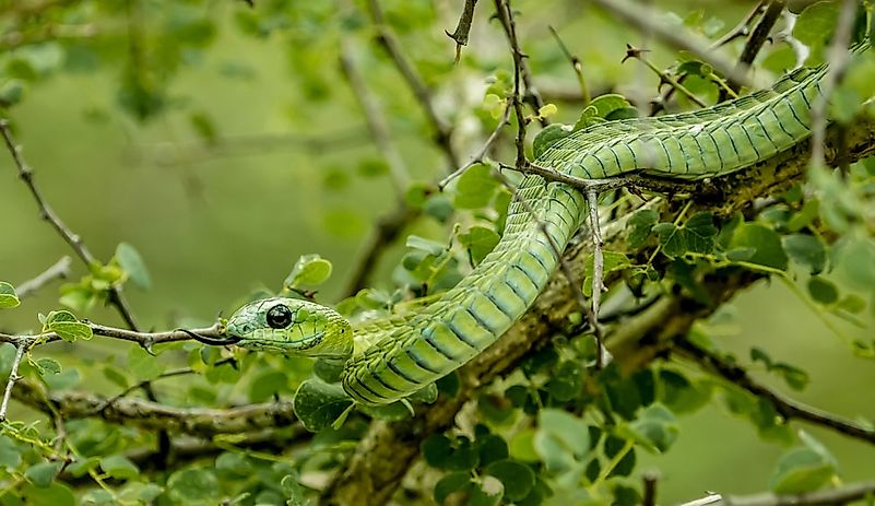 #4 Western Green Mamba
