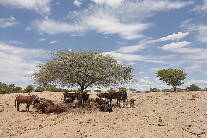 Cattle in Namibia. Cattle in Namibia.