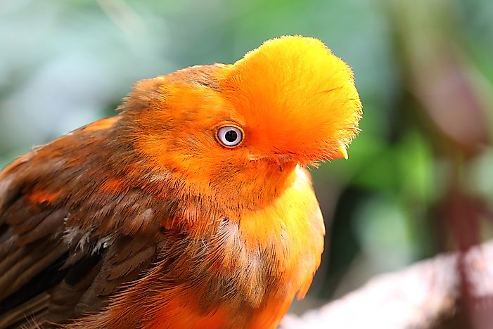 #2 Andean cock-of-the-rock