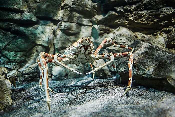What Is The Largest Crab?