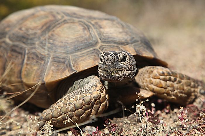 #4 Desert Tortoise